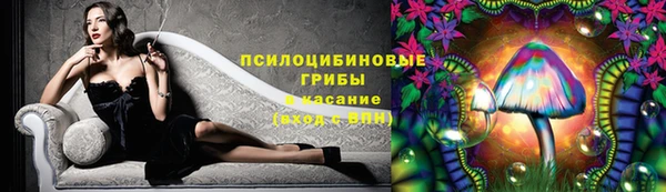 стаф Медногорск